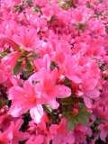 f:id:roboro:20060422154335j:image f:id:roboro:20060422154335j:image