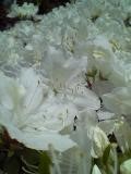 f:id:roboro:20060507012113j:image f:id:roboro:20060507012113j:image