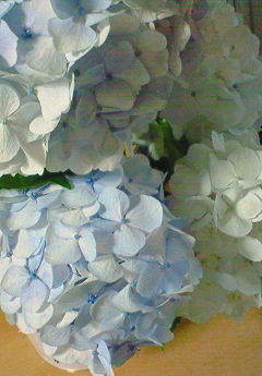 f:id:robos_kitchen:20090712150300j:image:left f:id:robos_kitchen:20090712150300j:image:left