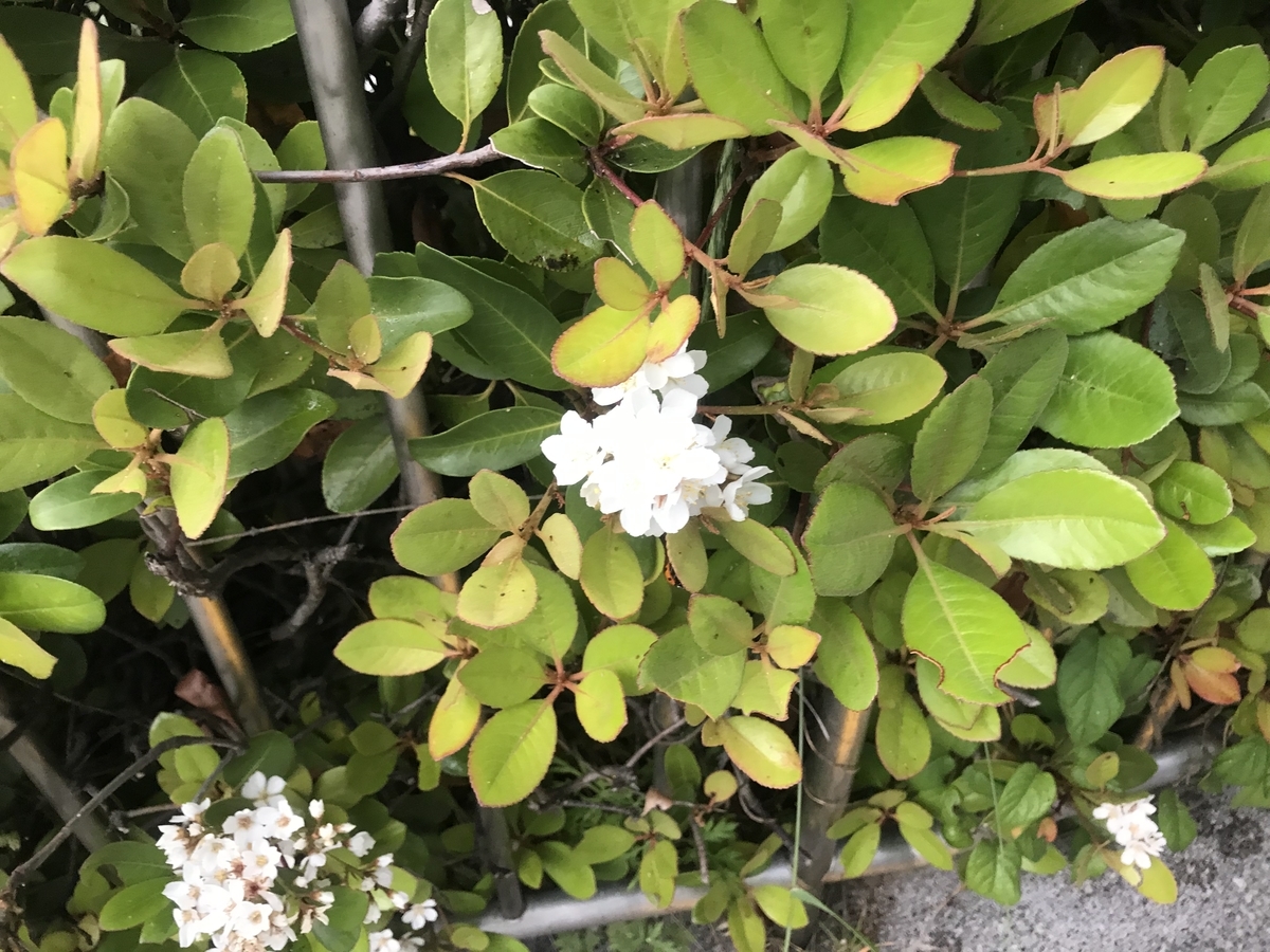 f:id:rocherkana:20190513205110j:plain f:id:rocherkana:20190513205110j:plain