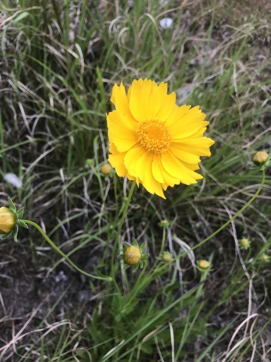 f:id:rocherkana:20190521075646j:plain f:id:rocherkana:20190521075646j:plain