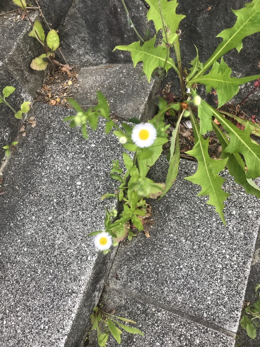 f:id:rocherkana:20190521075834j:plain f:id:rocherkana:20190521075834j:plain