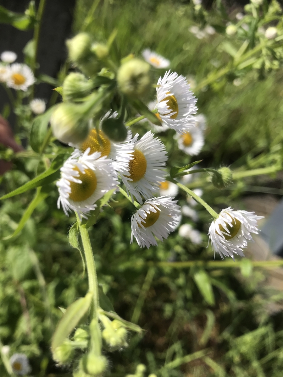 f:id:rocherkana:20190521081904j:plain f:id:rocherkana:20190521081904j:plain
