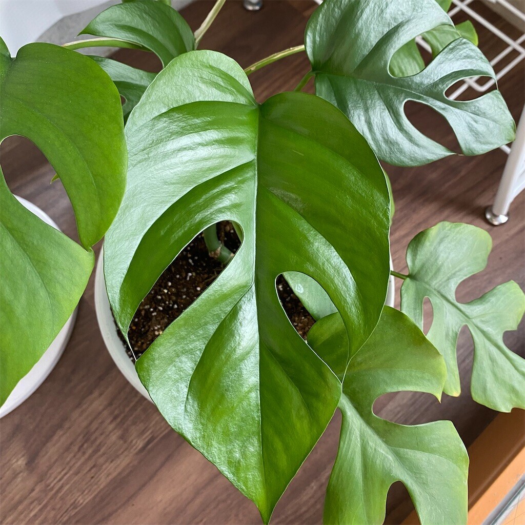 f:id:rock_azure:20251014154724j:image f:id:rock_azure:20251014154724j:image