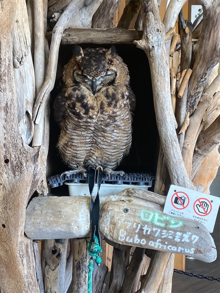 f:id:rock_azure:20251107144300j:image f:id:rock_azure:20251107144300j:image