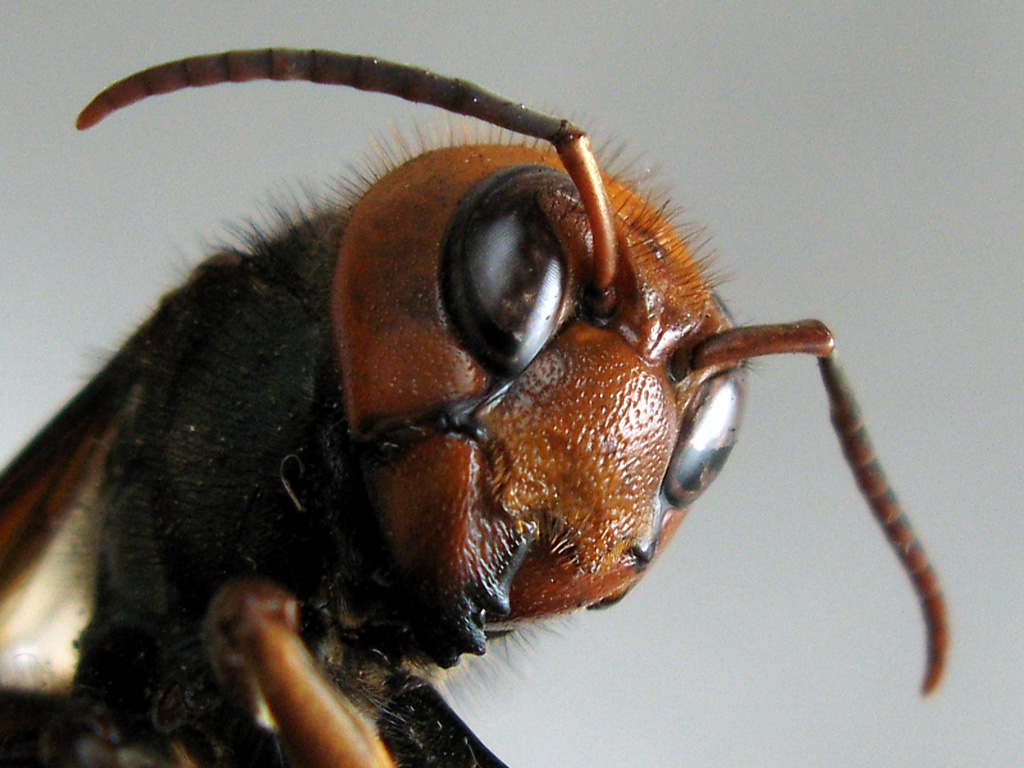 範馬刃牙は最強昆虫はカマキリと言っていますが コイツもヤバイです カクタスヴィル