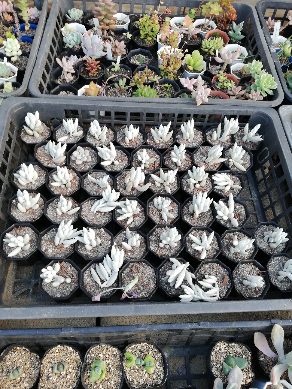 f:id:rockawaythemods:20200217154904j:image