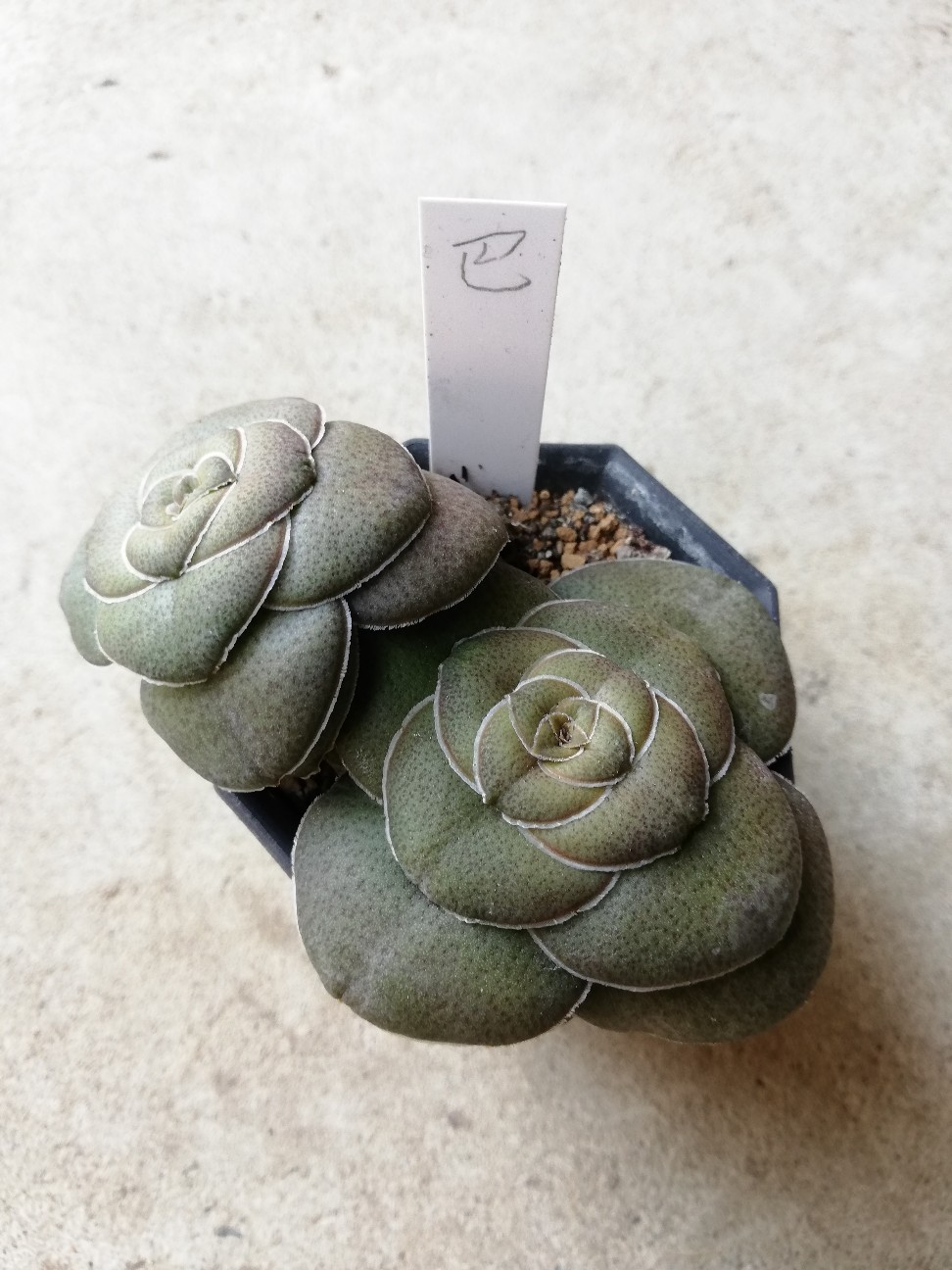 f:id:rockawaythemods:20200217161715j:image