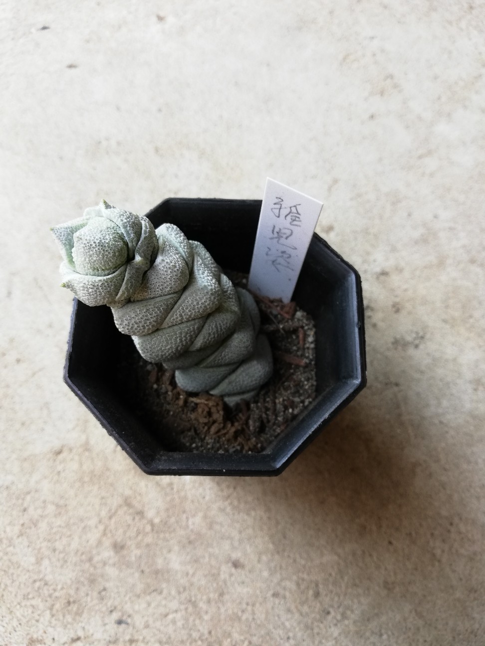 f:id:rockawaythemods:20200217162203j:image