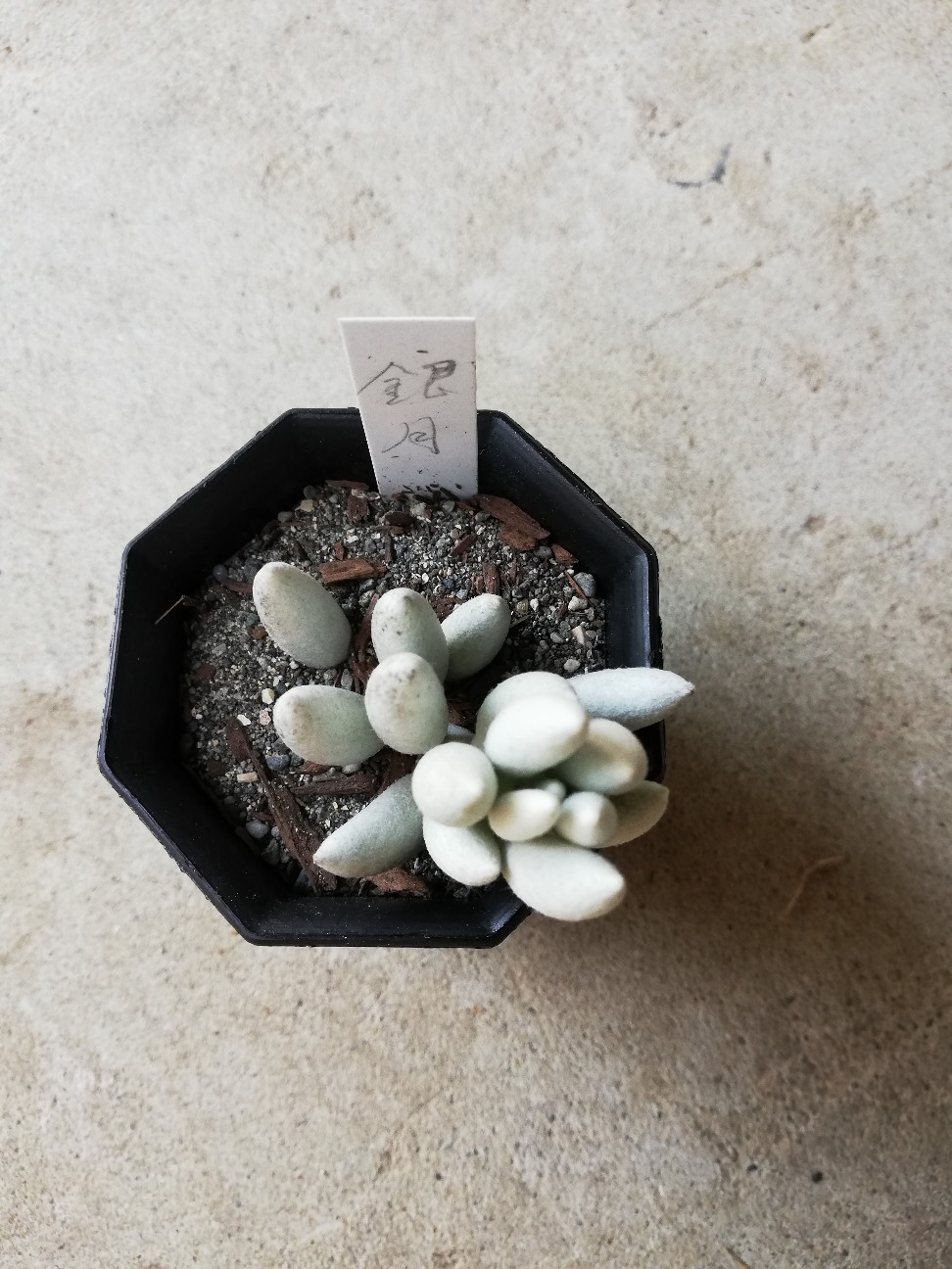 f:id:rockawaythemods:20200217162828j:image