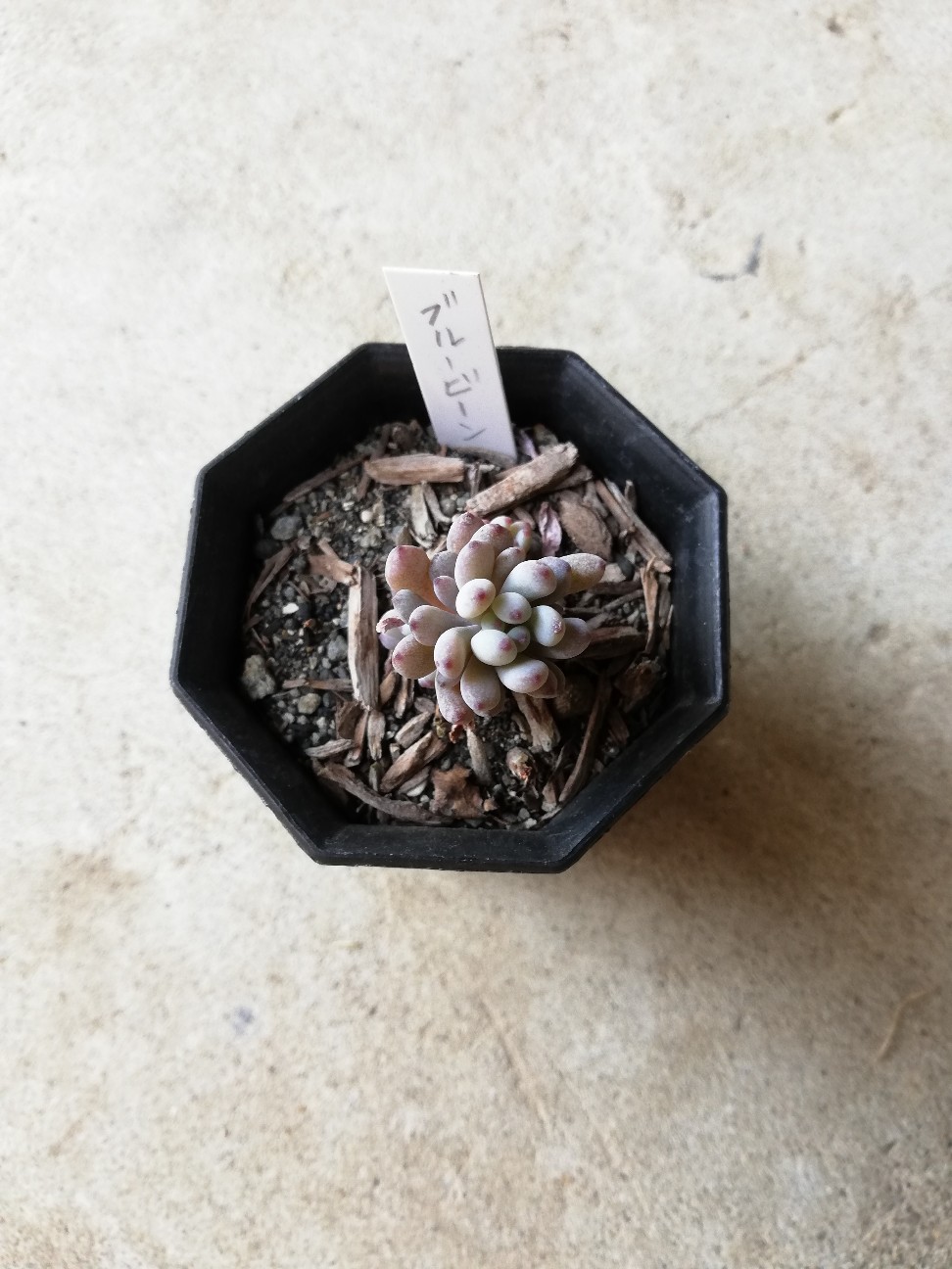 f:id:rockawaythemods:20200218161342j:image