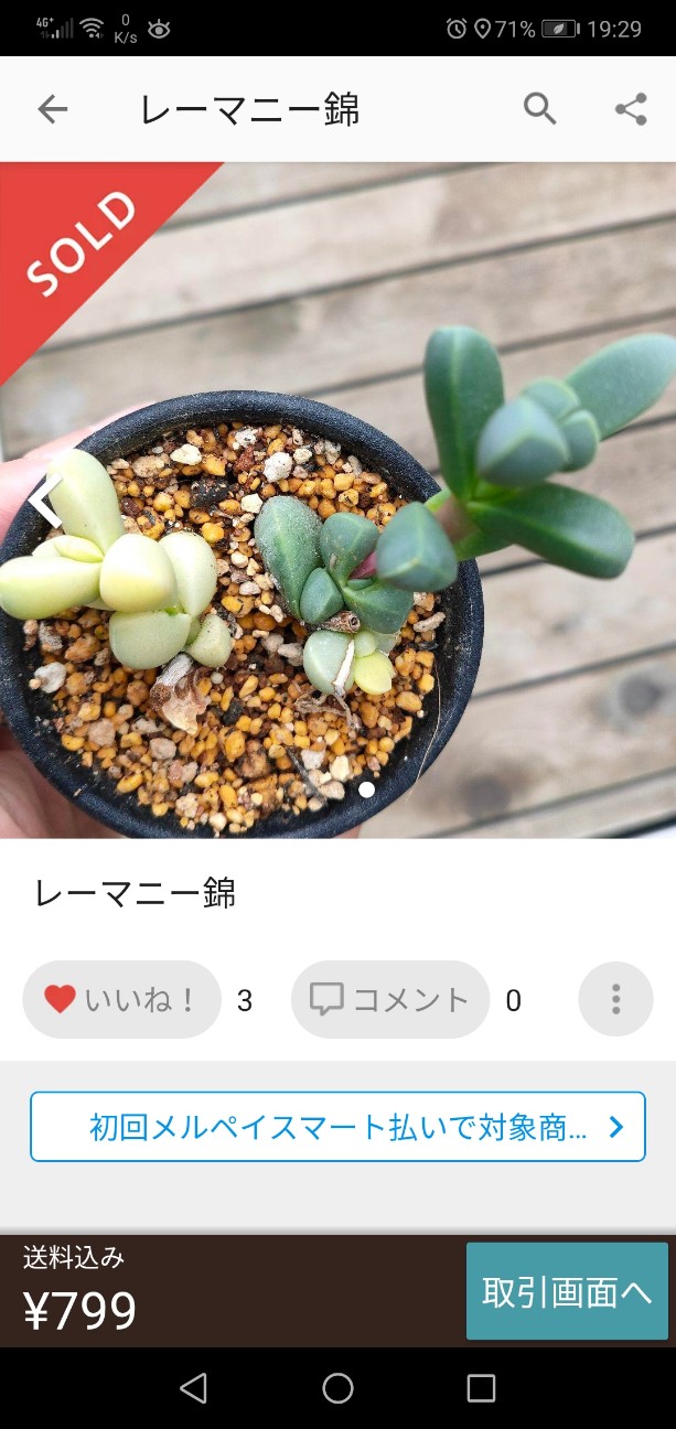 フリマサイト メルカリ にて購入 レーマニー錦 カクタスヴィル