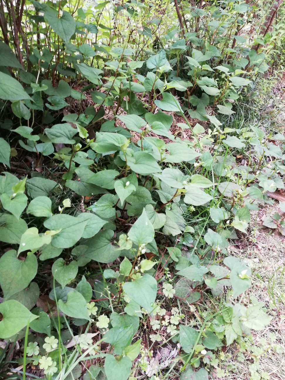 f:id:rockawaythemods:20200520053325j:image