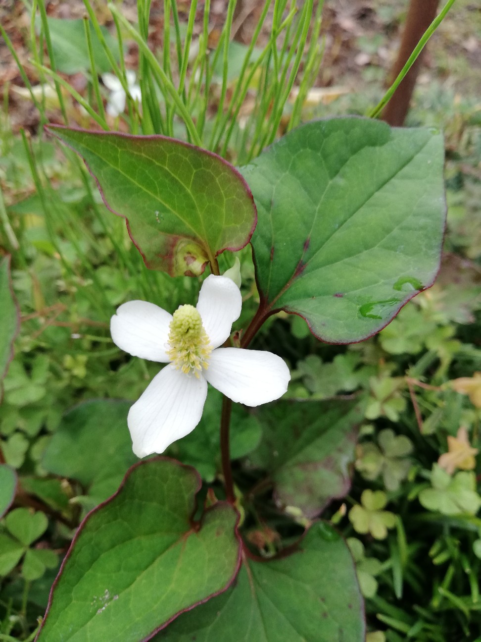 f:id:rockawaythemods:20200520053350j:image