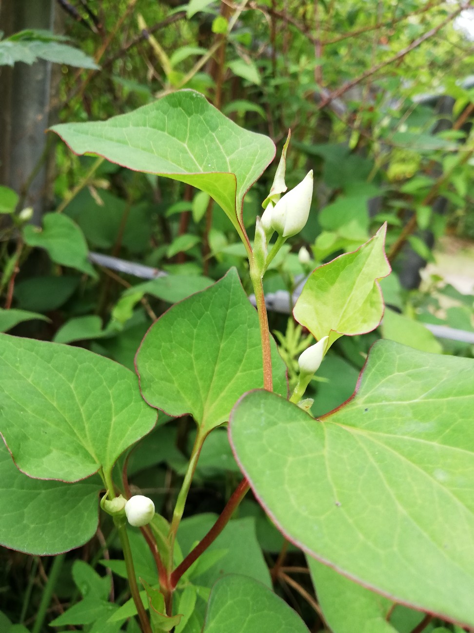 f:id:rockawaythemods:20200522155812j:image