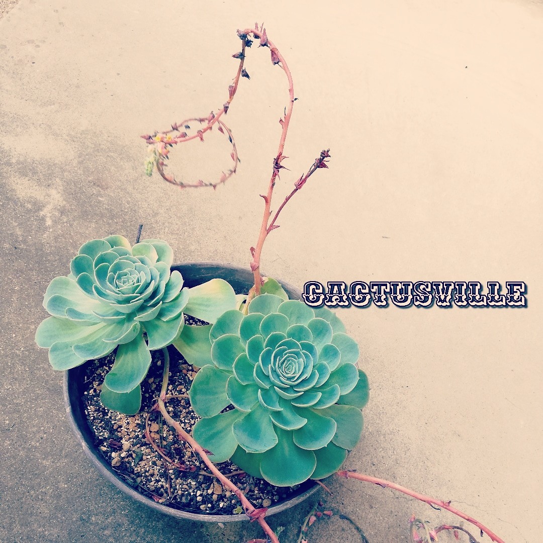多肉植物　七福神 651現物 多肉植物 七福神錦 特大 抜き苗 | るる農園~多肉植物専門