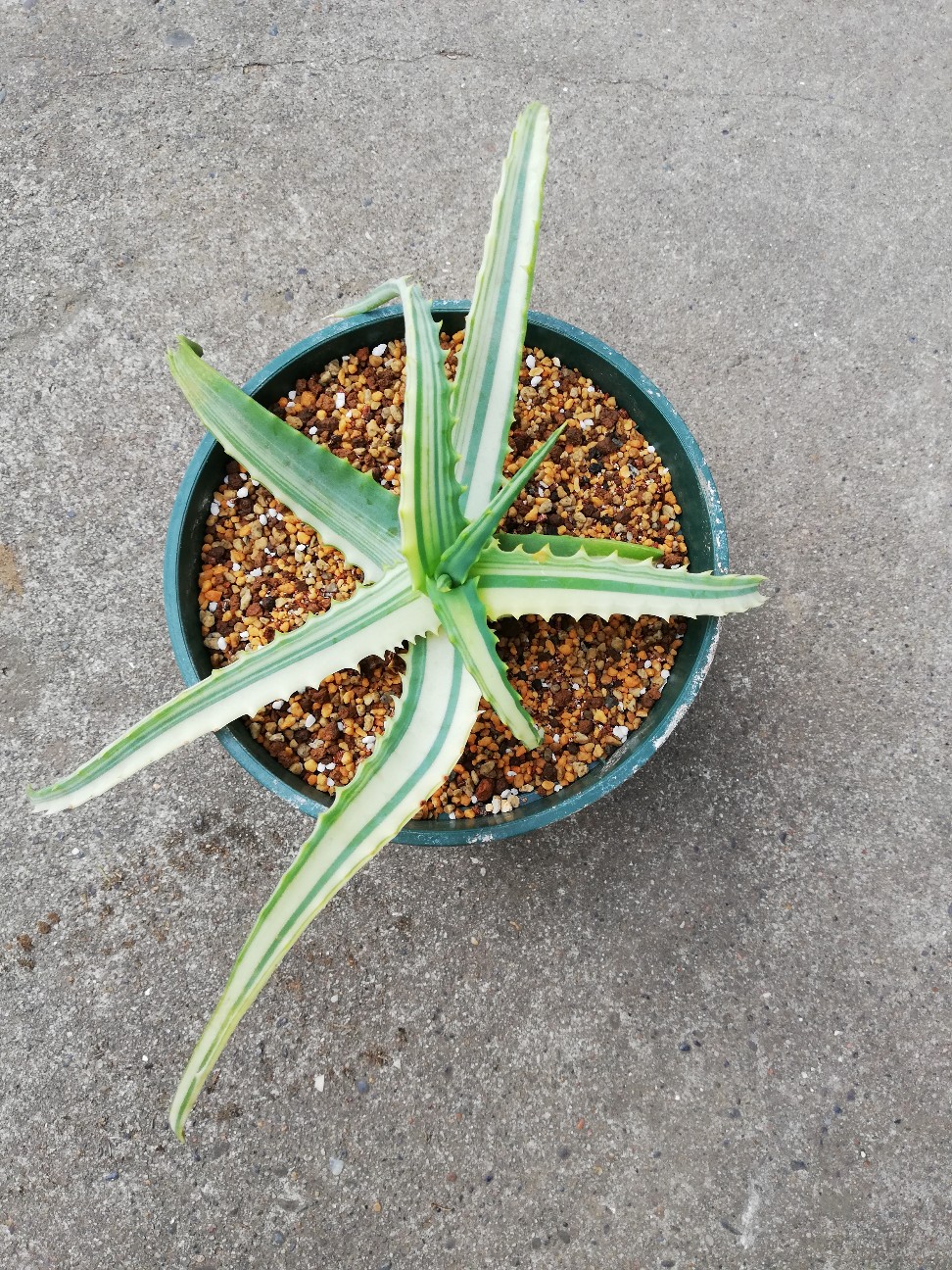 斑入りキダチアロエ(キダチアロエ錦)が急に舞込んだ！セレブな奥様の粋