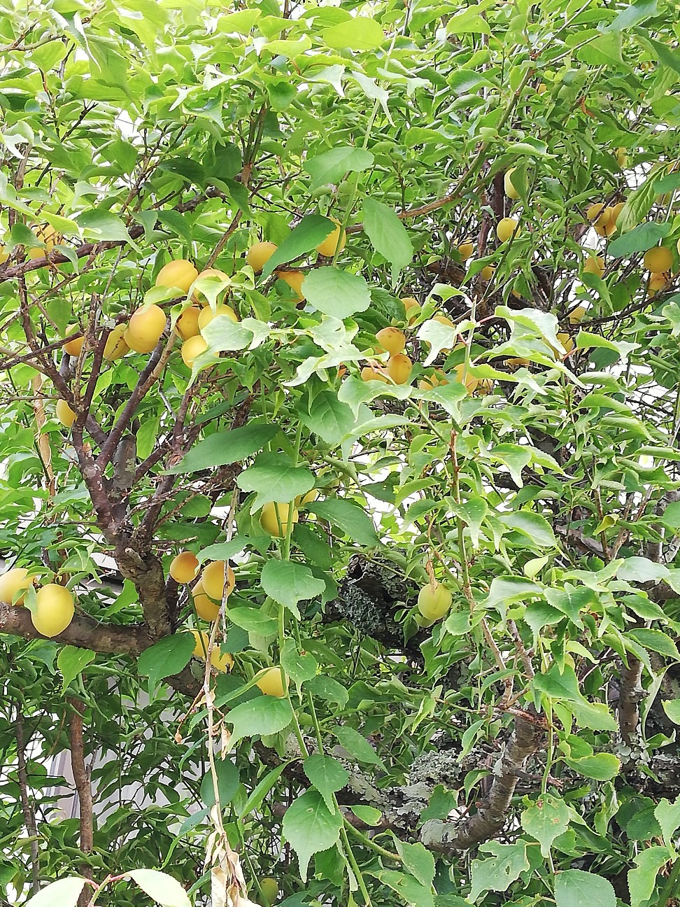 f:id:rockawaythemods:20200611203547j:image