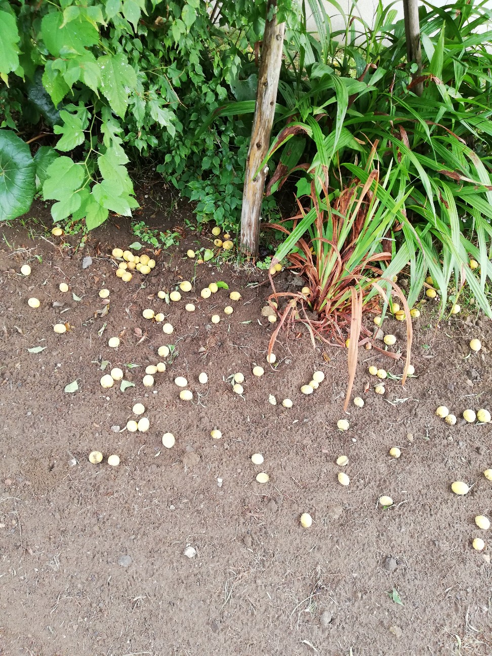 f:id:rockawaythemods:20200612062850j:image