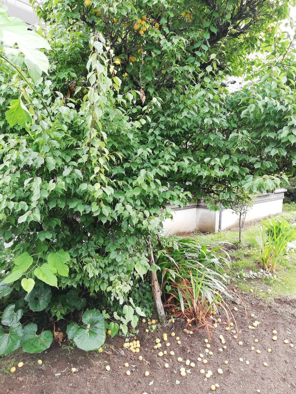 f:id:rockawaythemods:20200612062912j:image