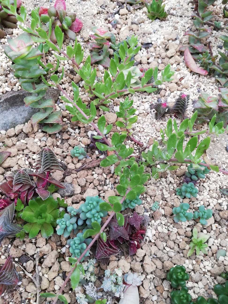 f:id:rockawaythemods:20200612153101j:image