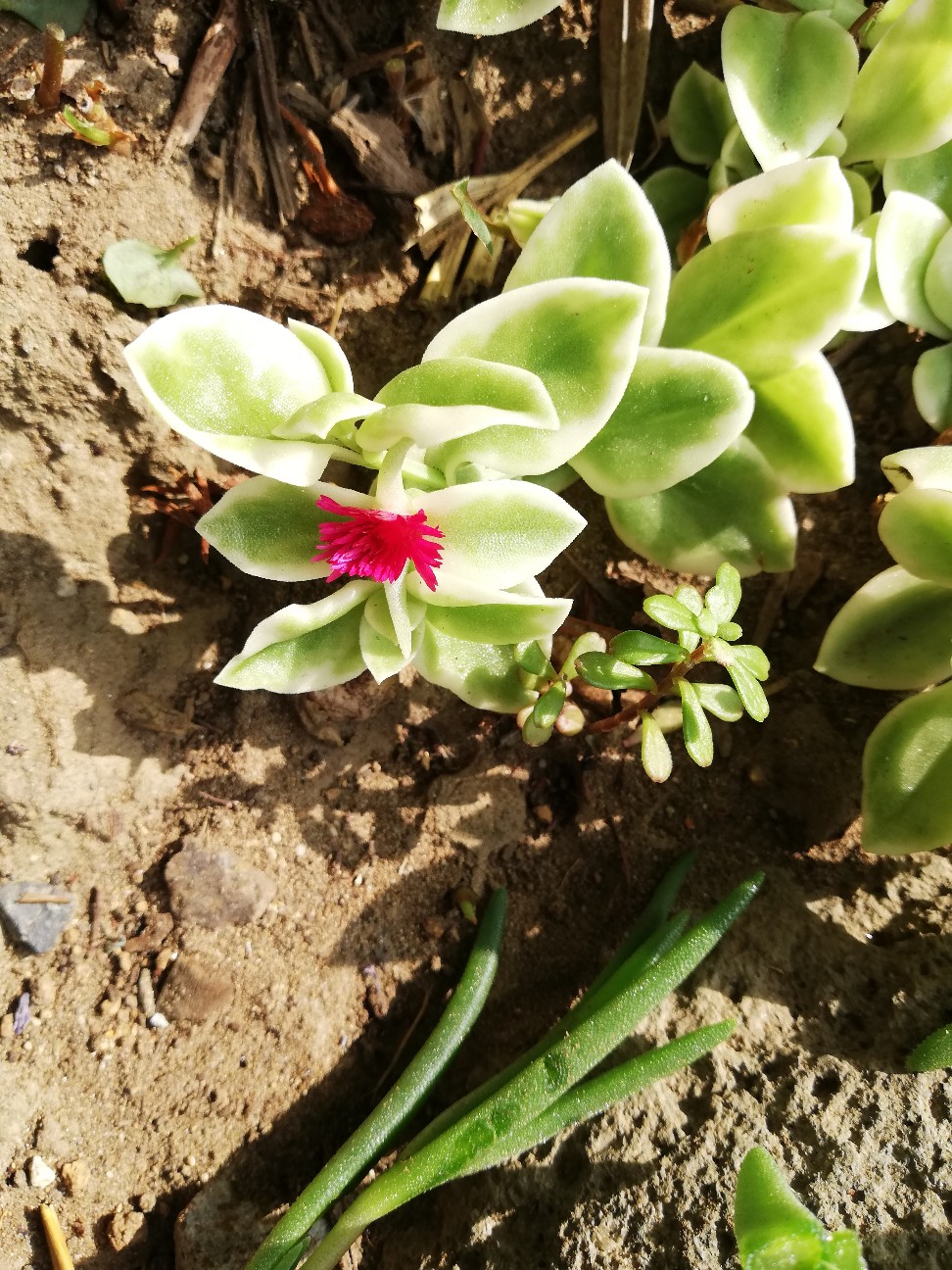 f:id:rockawaythemods:20200612155514j:image