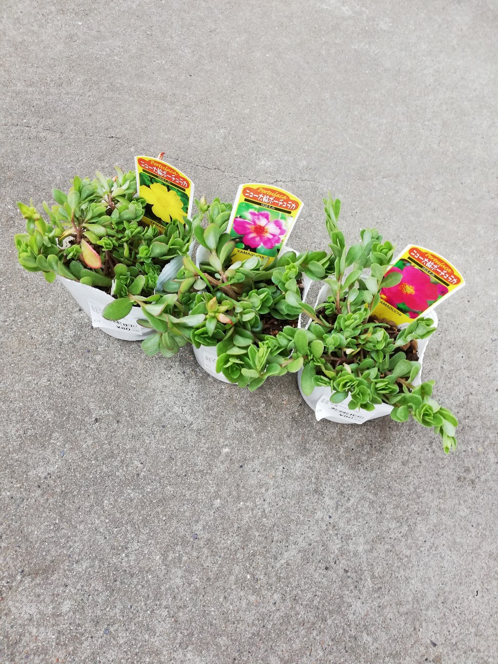 f:id:rockawaythemods:20200618153030j:image