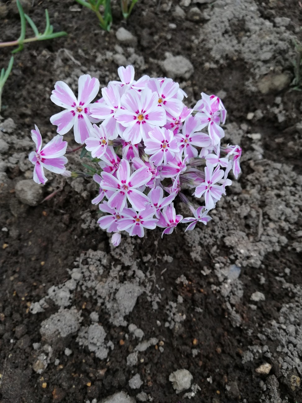 f:id:rockawaythemods:20200618153256j:image