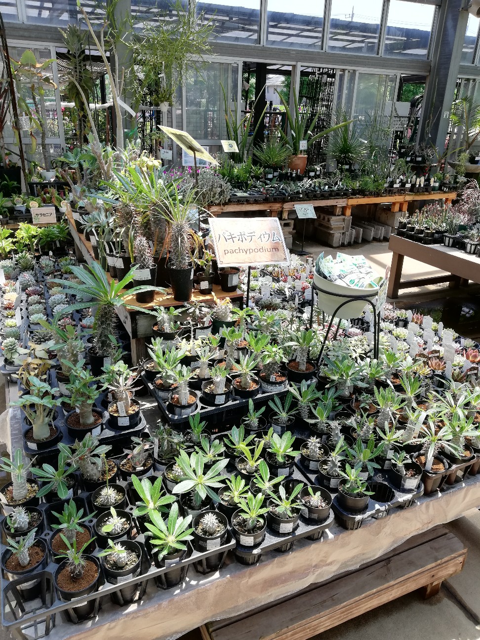 f:id:rockawaythemods:20200619152732j:image