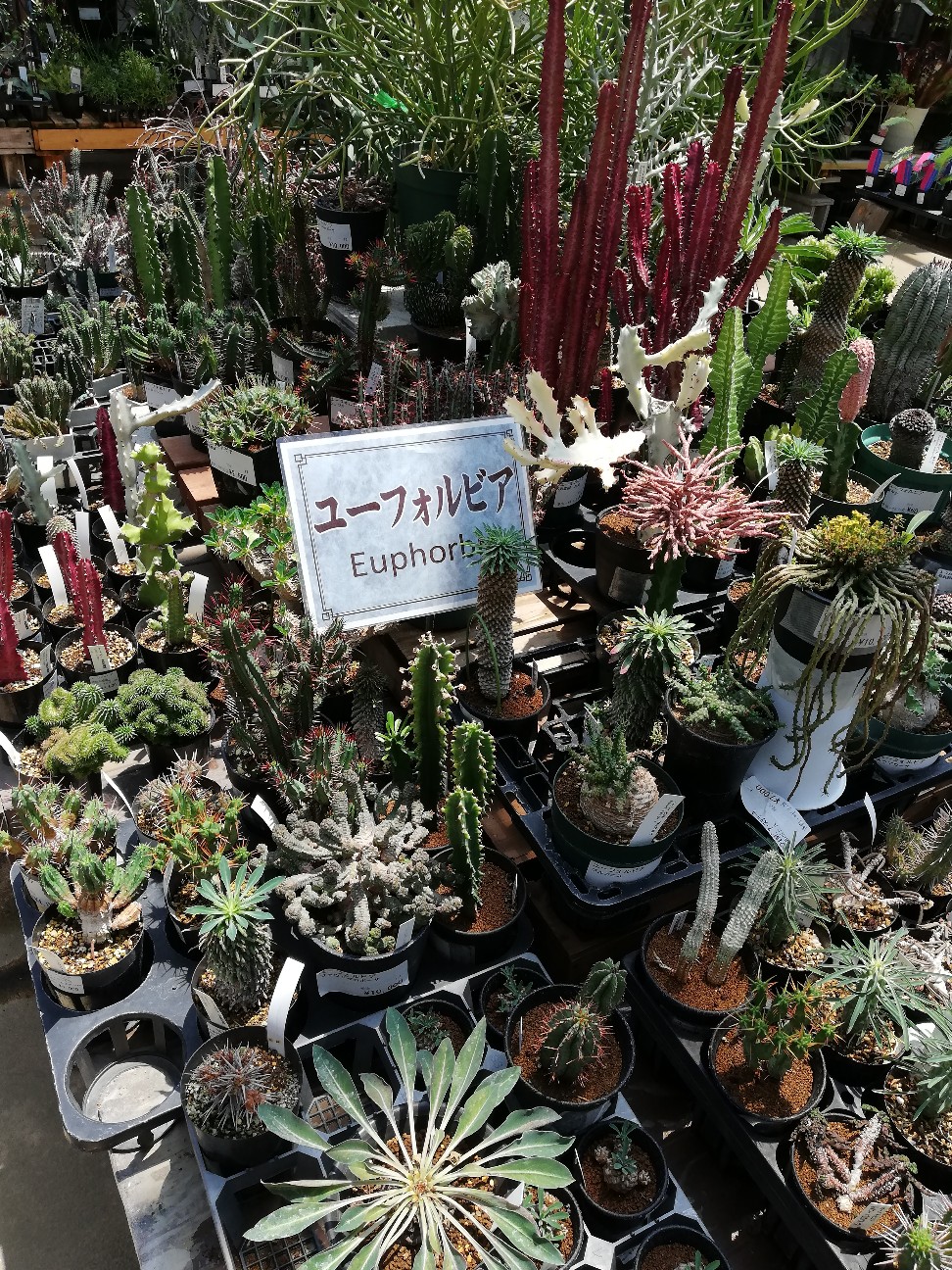 f:id:rockawaythemods:20200619152807j:image