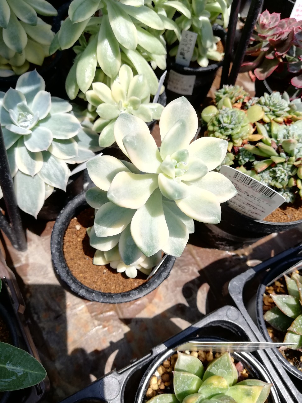 f:id:rockawaythemods:20200619152842j:image