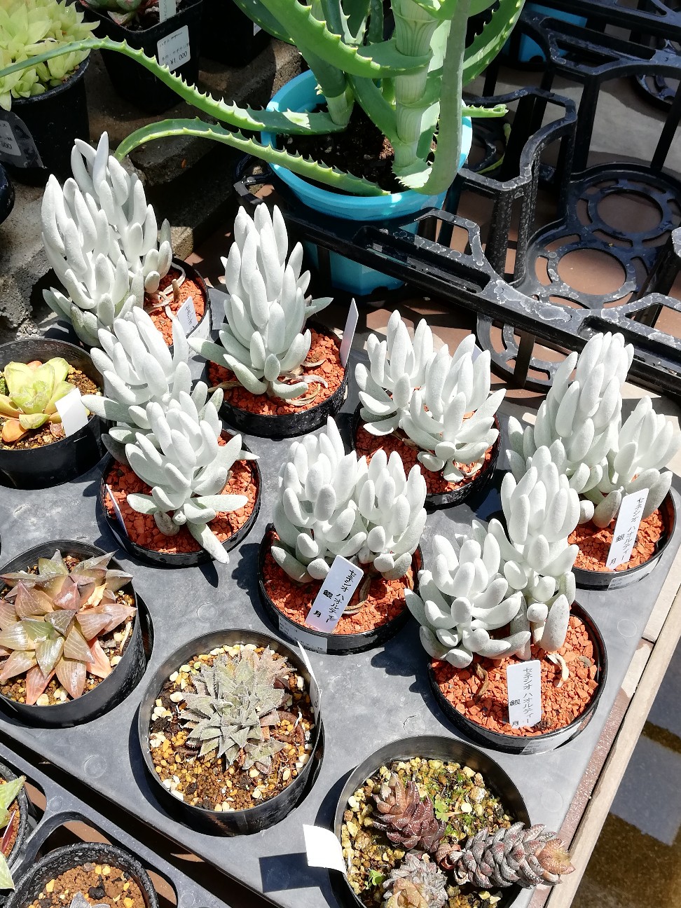 f:id:rockawaythemods:20200619152914j:image