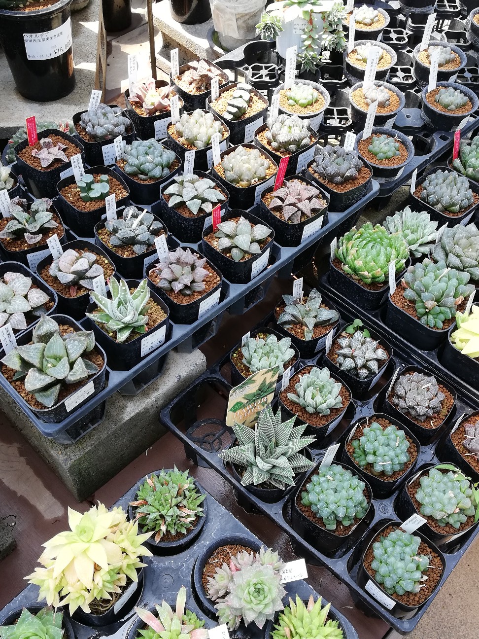 f:id:rockawaythemods:20200619153056j:image