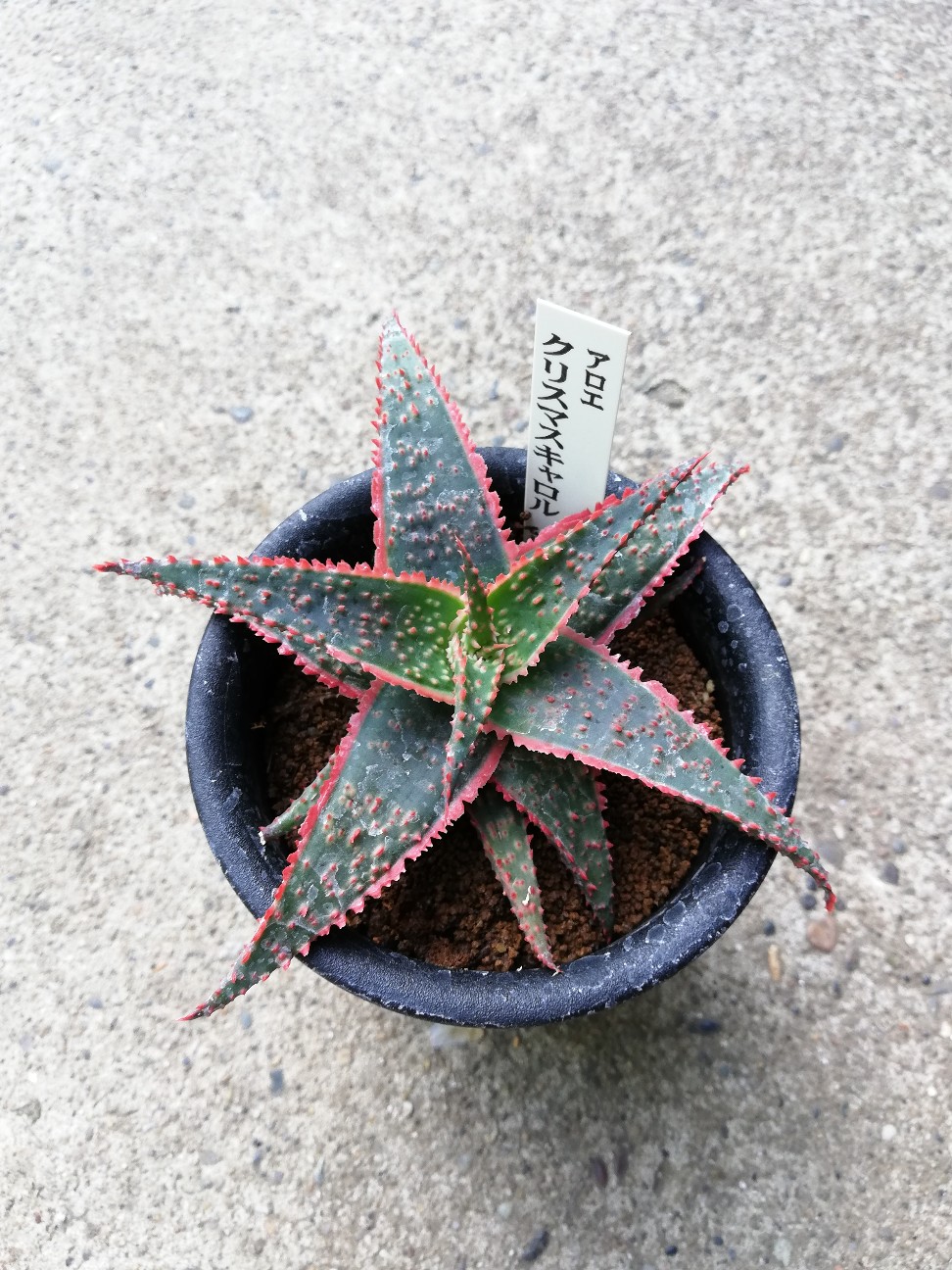 f:id:rockawaythemods:20200619153442j:image