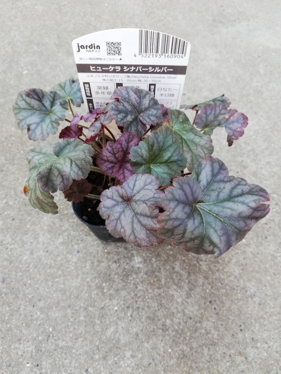 f:id:rockawaythemods:20200619153604j:image