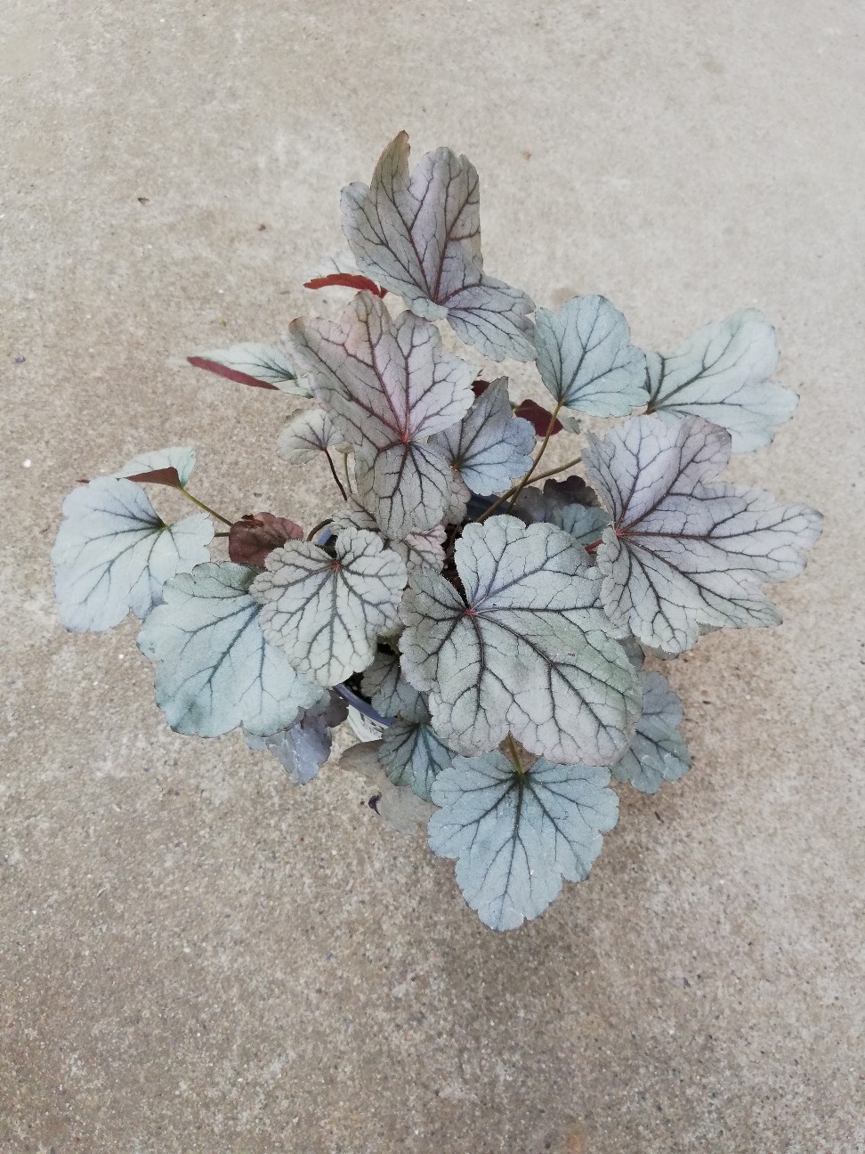 f:id:rockawaythemods:20200619153704j:image