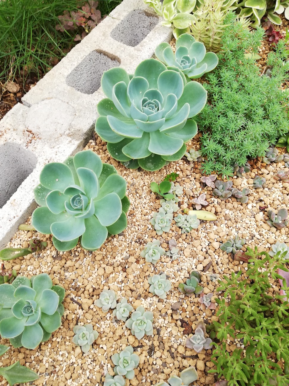 畳1畳の#ちまちま寄せ『多肉の園』に起こる日々の営み④ - カクタスヴィル