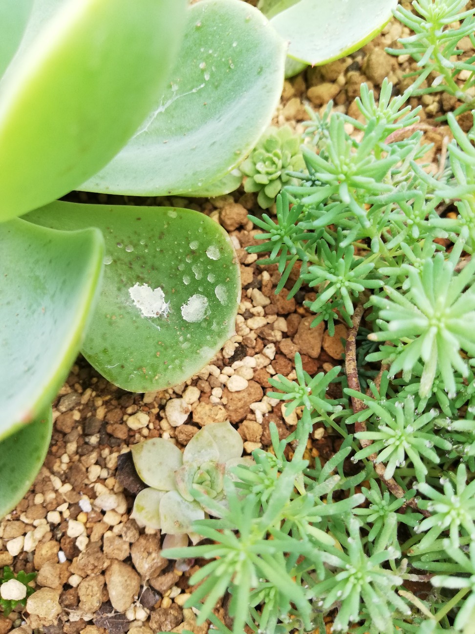 f:id:rockawaythemods:20200629153327j:image