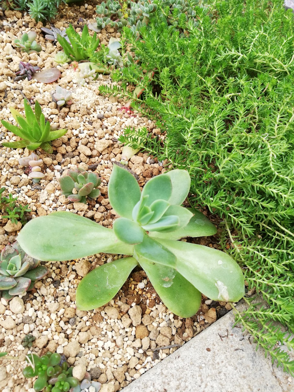 f:id:rockawaythemods:20200629153725j:image