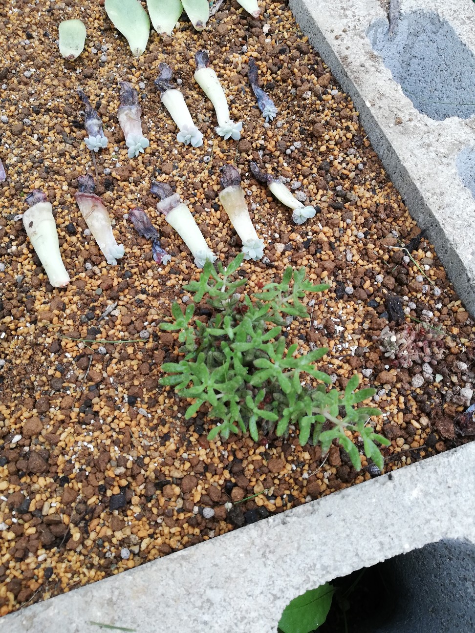 f:id:rockawaythemods:20200629153915j:image