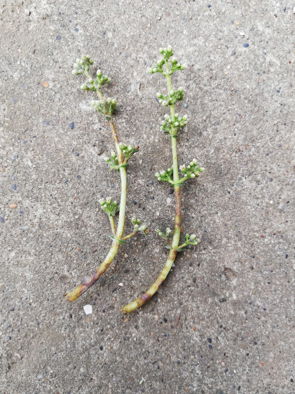 f:id:rockawaythemods:20200705063531j:image f:id:rockawaythemods:20200705063531j:image