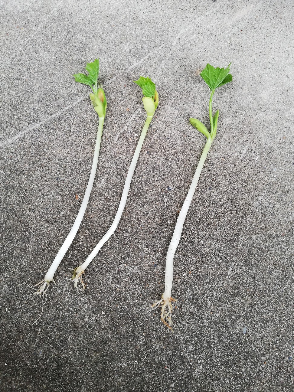 f:id:rockawaythemods:20200706155002j:image f:id:rockawaythemods:20200706155002j:image