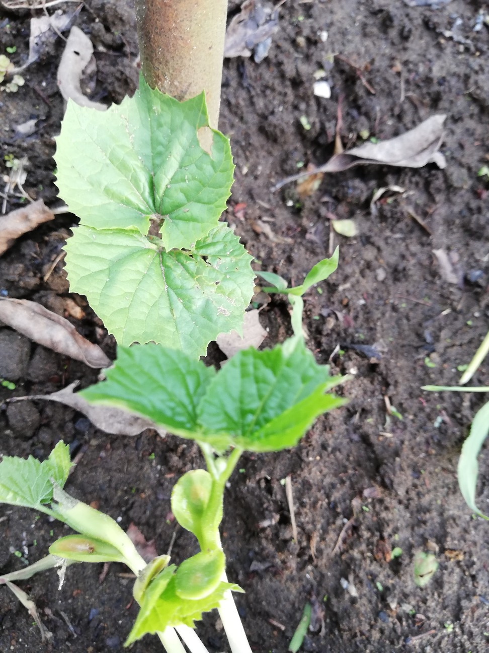 f:id:rockawaythemods:20200706155051j:image f:id:rockawaythemods:20200706155051j:image