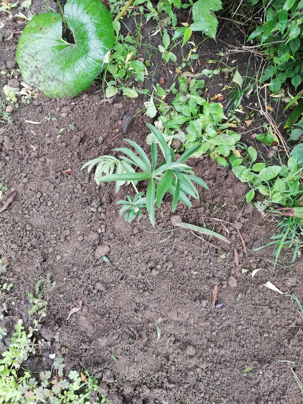 f:id:rockawaythemods:20200725080300j:image f:id:rockawaythemods:20200725080300j:image