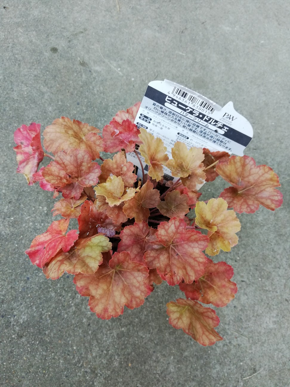 f:id:rockawaythemods:20200818152654j:image f:id:rockawaythemods:20200818152654j:image