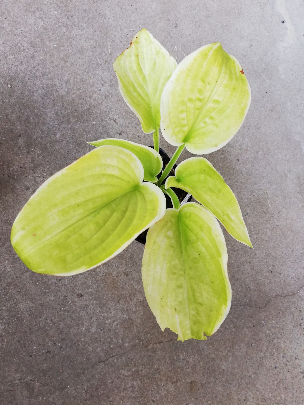 f:id:rockawaythemods:20200818152714j:image f:id:rockawaythemods:20200818152714j:image