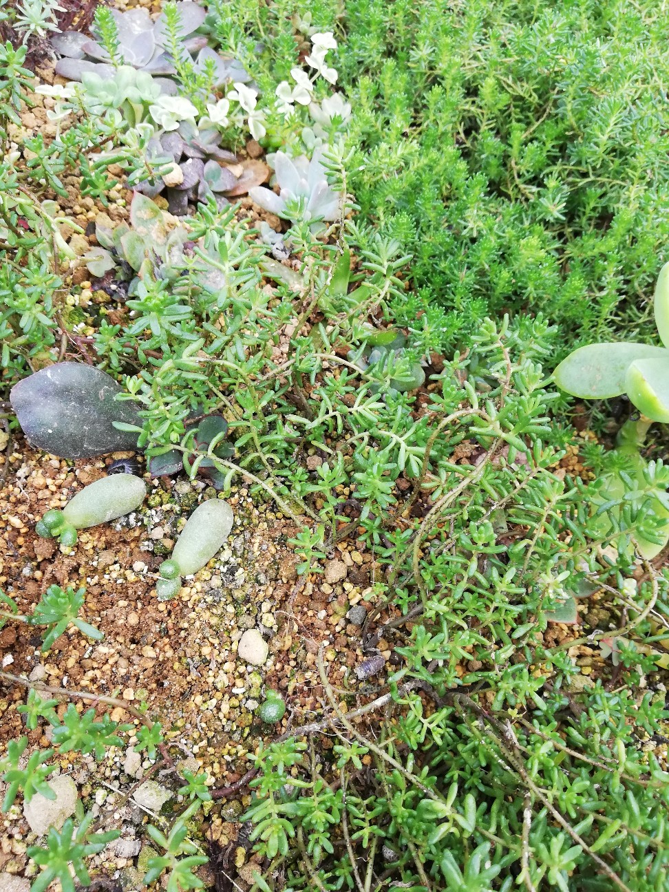 畳1畳の#ちまちま寄せ『多肉の園』に起こる日々の営み⑦ - カクタスヴィル