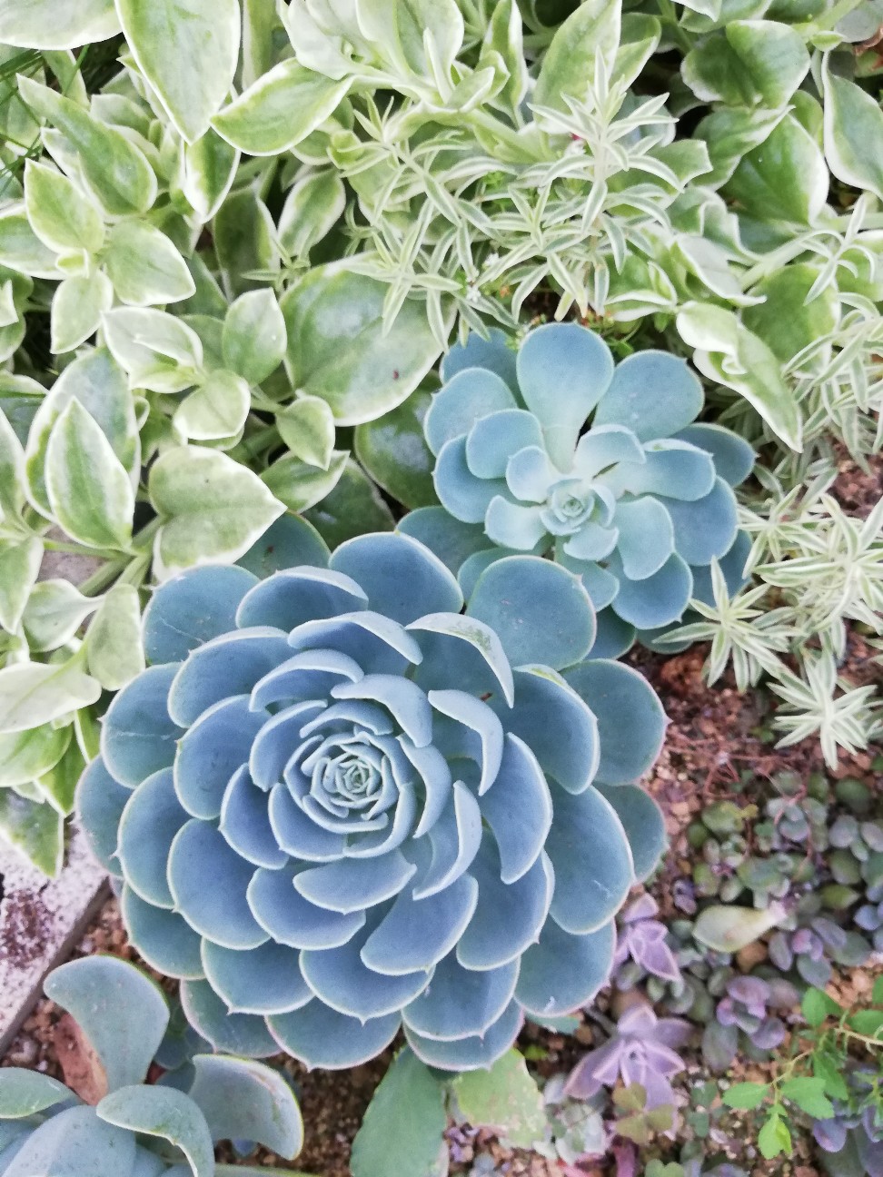 畳1畳の#ちまちま寄せ『多肉の園』に起こる日々の営み⑦ - カクタスヴィル