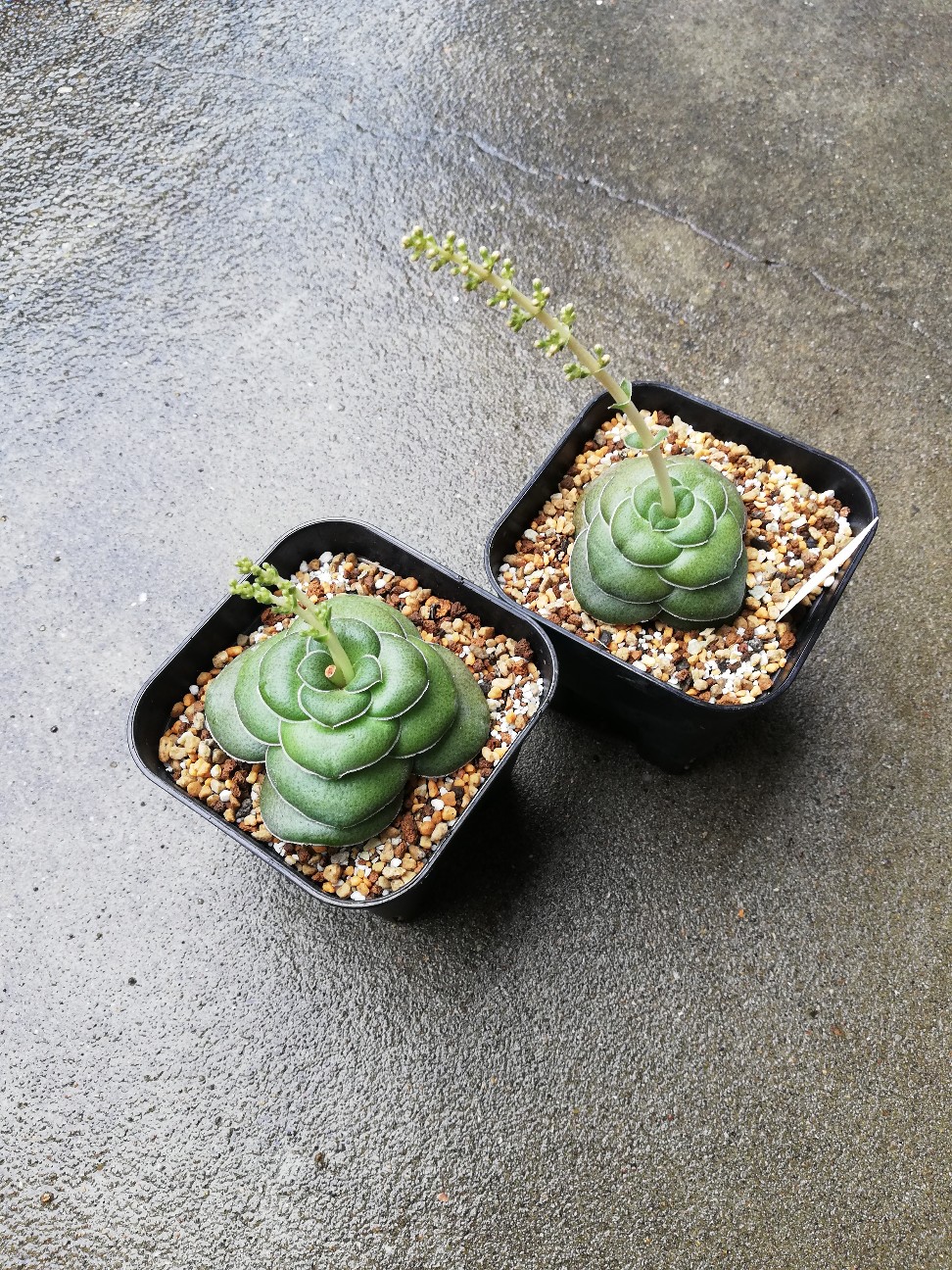 f:id:rockawaythemods:20200904155808j:image