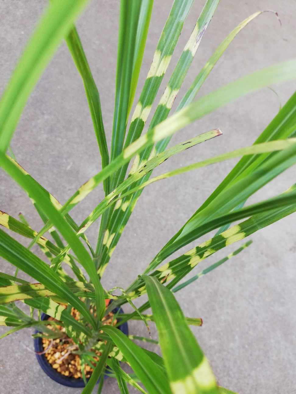 お金を出してススキを買う日が来るなんて思いもしなかった